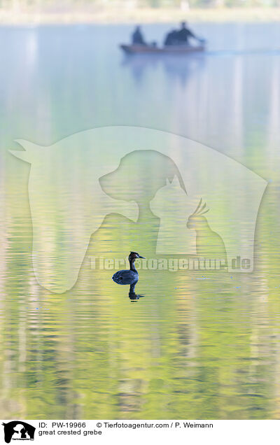 Haubentaucher / great crested grebe / PW-19966