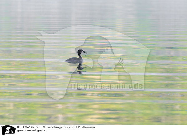 Haubentaucher / great crested grebe / PW-19969