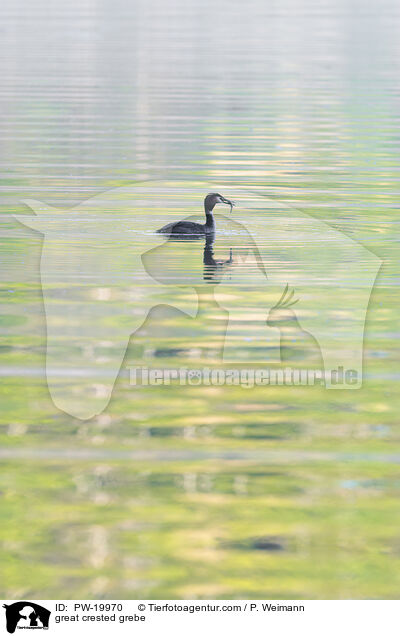 Haubentaucher / great crested grebe / PW-19970