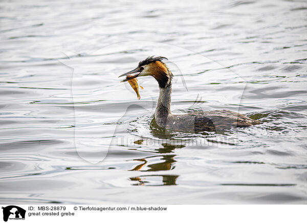 Haubentaucher / great crested grebe / MBS-28879