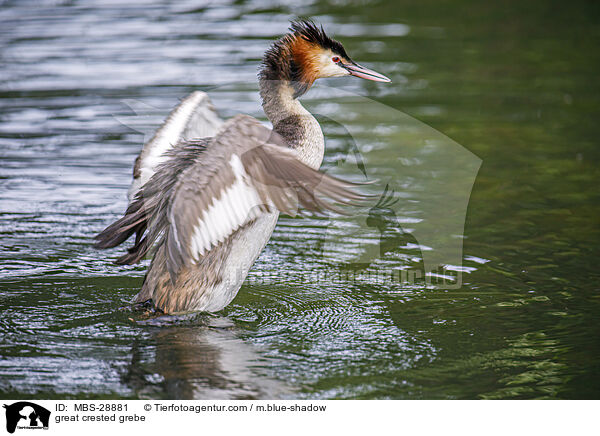 Haubentaucher / great crested grebe / MBS-28881