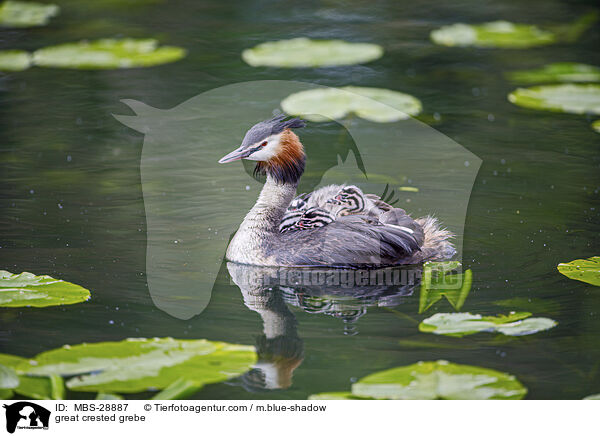 Haubentaucher / great crested grebe / MBS-28887