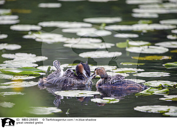 Haubentaucher / great crested grebe / MBS-28895