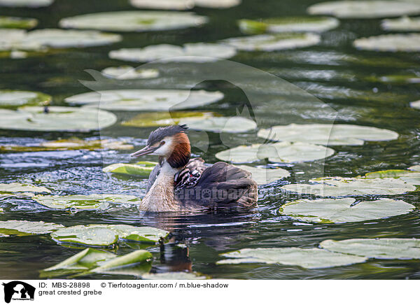 Haubentaucher / great crested grebe / MBS-28898