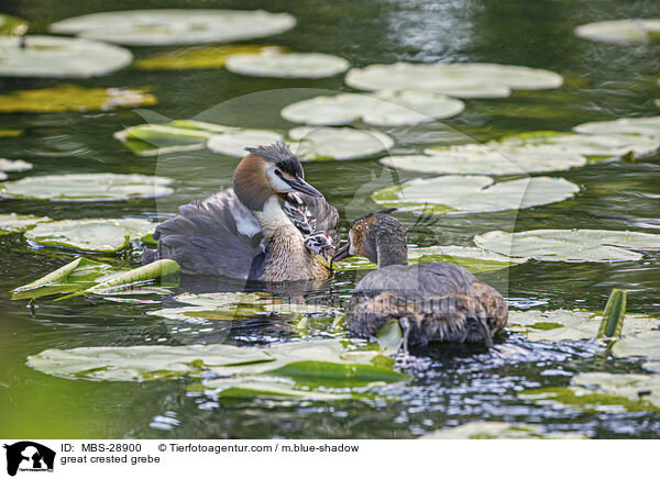 Haubentaucher / great crested grebe / MBS-28900