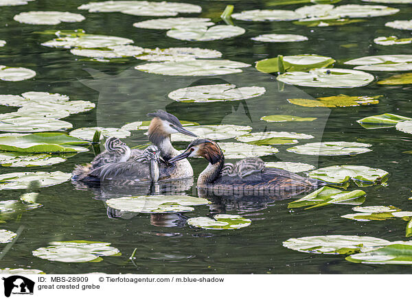 Haubentaucher / great crested grebe / MBS-28909