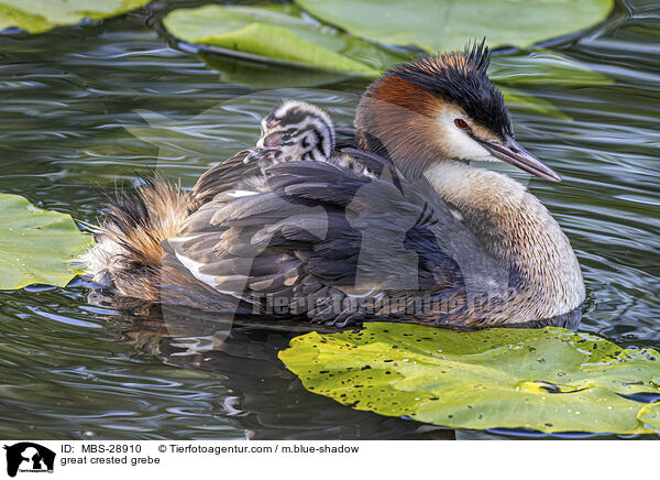 Haubentaucher / great crested grebe / MBS-28910