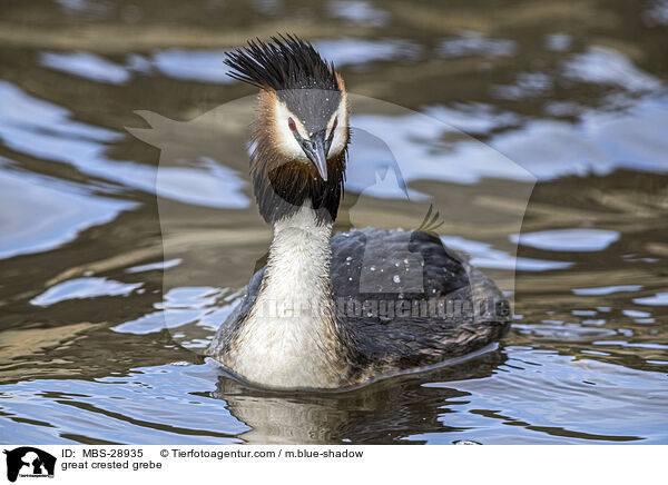 Haubentaucher / great crested grebe / MBS-28935