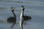 2 great crested grebe