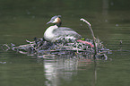 brooding great crested grebe