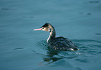 great crested grebe