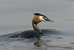 great crested grebe