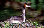 great crested grebe