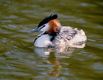 great crested grebe