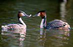 great crested grebe