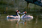 great crested grebe