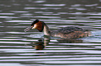 great crested grebe