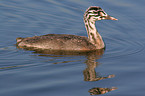 young great crested grebe