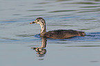 young great crested grebe