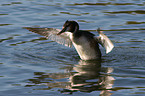 great crested grebe