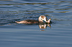 great crested grebe