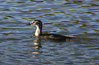 great crested grebe