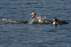 great crested grebe