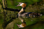 Great Crested Grebe