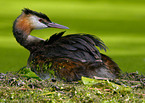 Great Crested Grebe