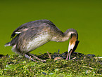 Great Crested Grebe