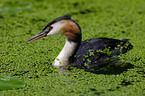 Great Crested Grebe