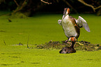 Great Crested Grebe