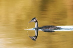 Great Crested Grebe