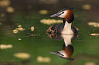 Great Crested Grebe