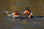 Great Crested Grebe