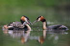 Great Crested Grebe