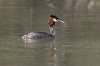 great crested grebe