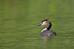 great crested grebe