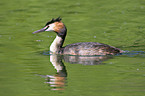 great crested grebe