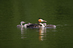 great crested grebe