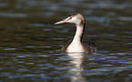 great crested grebe