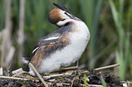 nesting great crested grebe