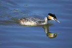 swimming great crested grebe