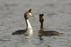 great crested grebe