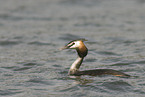 great crested grebe