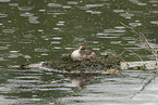 great crested grebe