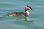 great crested grebe