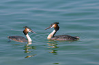 great crested grebes