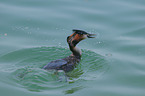 great crested grebe