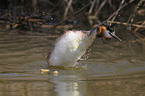 great crested grebe